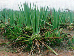 Sisalplant